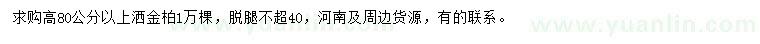 求購(gòu)高80公分以上灑金柏