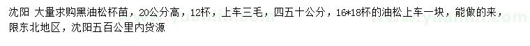 求購高20公分黑油松、40、50公分油松