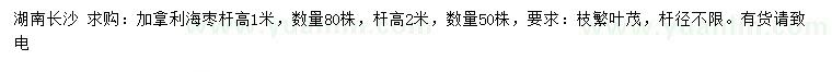 求購桿高1米加拿利海棗