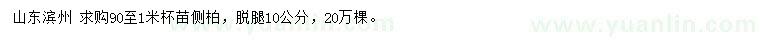 求購90-100公分側(cè)柏