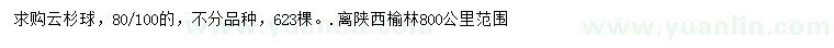 求購80、100公分云杉球