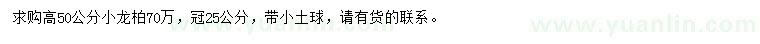 求購高50公分小龍柏