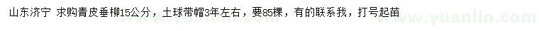 求購15公分青皮垂柳