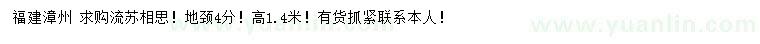 求購地徑4公分流蘇相思