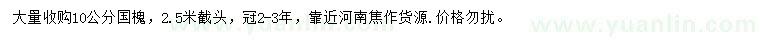 求購10公分國槐