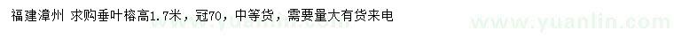 求購高1.7米垂葉榕