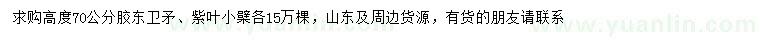 求購高度70公分膠東衛(wèi)矛、紫葉小檗
