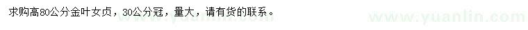 求購高80公分金葉女貞
