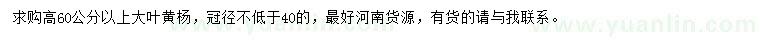 求購(gòu)高60公分以上大葉黃楊