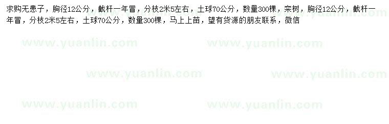 求購胸徑12公分無患子、欒樹