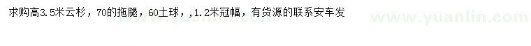求購(gòu)高3.5米云杉