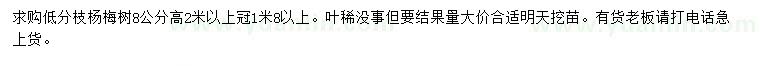 求購8公分楊梅樹