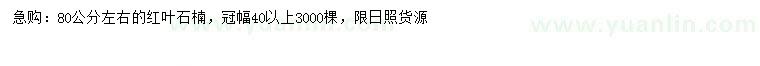 求購80公分左右紅葉石楠