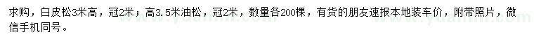 求購高3米白皮松、高3.5米油松