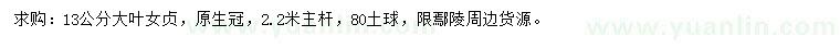 求購13公分大葉女貞