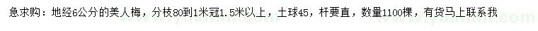 求購地委6公分美人梅