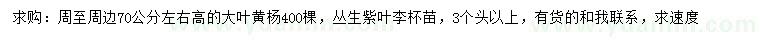 求購高70公分左右大葉黃楊、3個頭以上叢生紫葉李