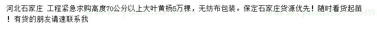 求購高度70公分以上大葉黃楊