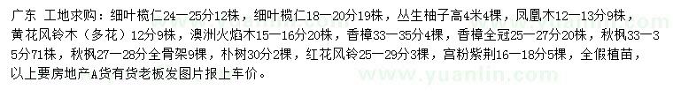 求購(gòu)細(xì)葉欖仁、叢生柚子、鳳凰木等