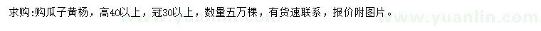 求購高40公分以上瓜子黃楊