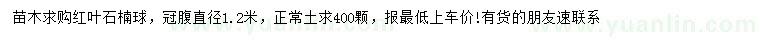 求購直徑1.2米紅葉石楠球