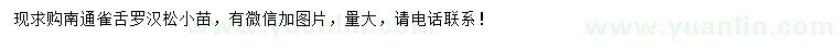 求購(gòu)雀舌羅漢松小苗