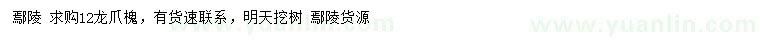 求購12公分龍爪槐