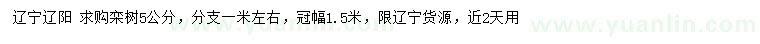求購(gòu)5公分欒樹(shù)