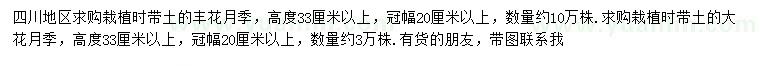 求購(gòu)高度33公分以上豐花月季、大花月季