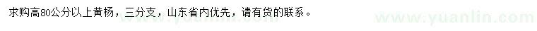 求購(gòu)高80公分以上黃楊
