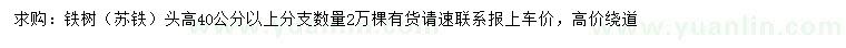 求購高40公分以上鐵樹(shù)（蘇鐵）