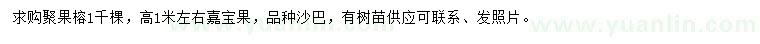 求購聚果榕、高1米左右嘉寶果