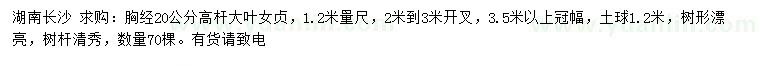 求購(gòu)1.2米量尺胸徑20公分高桿大葉女貞
