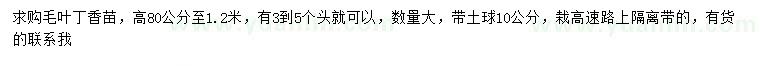 求購高80-120公分毛葉丁香
