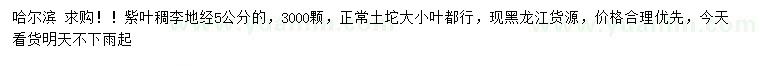 求購地徑5公分紫葉稠李