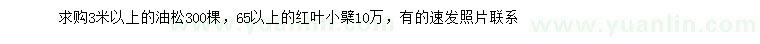求購(gòu)3米以上油松、65公分以上紅葉小檗