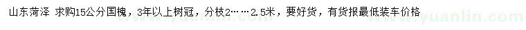 求購15公分國槐
