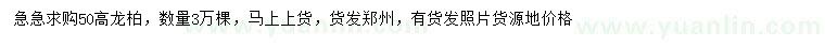 求購(gòu)高50公分龍柏