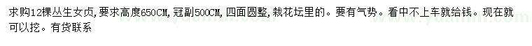 求購高6.5米叢生女貞