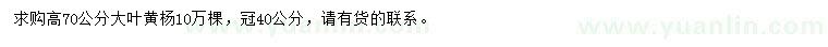 求購高70公分大葉黃楊