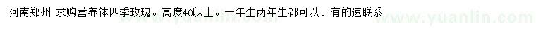 求購(gòu)高40公分以上四季玫瑰