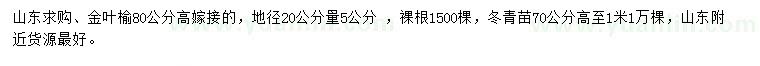 求購(gòu)地徑20公分量5公分金葉榆、高70-100公分冬青苗