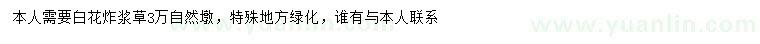 求購白花炸漿草