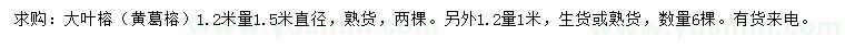 求購(gòu)1.2米量直徑1、1.5米大葉榕（黃葛榕）