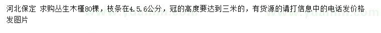 求購(gòu)高3米叢生木槿