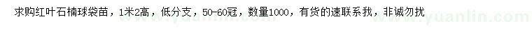 求購高1.2米紅葉石楠球