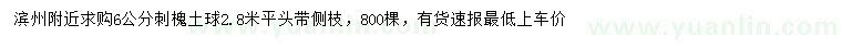 求購6公分刺槐