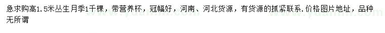 求購高1.5米叢生月季