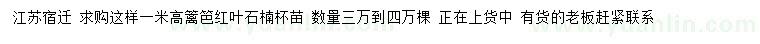 求購高1米紅葉石楠