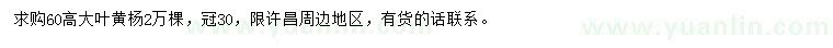 求購高60公分大葉黃楊